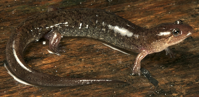 spotted dusky salamander