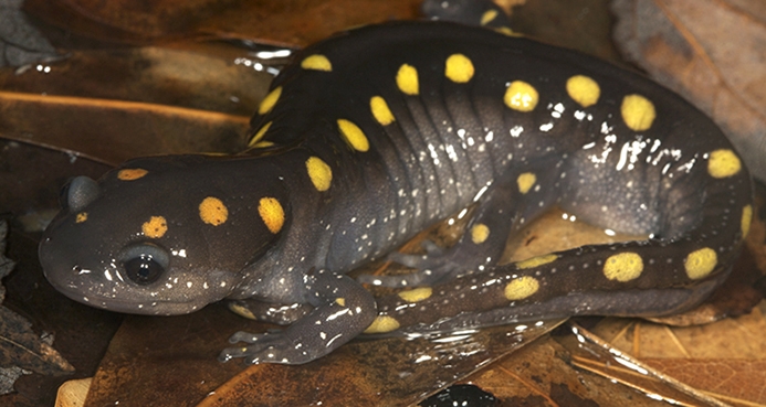 WASSpottedSalamander-RAB.JPG