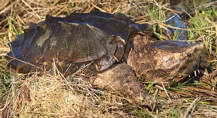 alligator snapping turtle