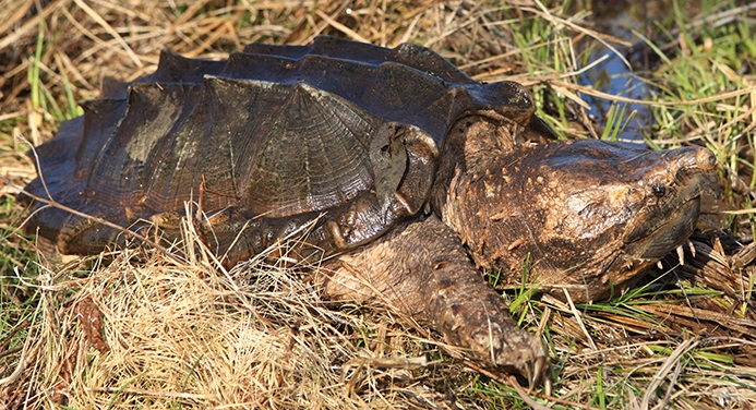 WATAlligatorSnappingTurtle.JPG