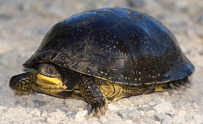 Blanding's Turtle