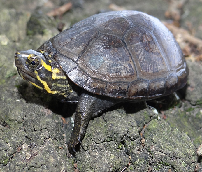 WATEasternMudTurtle-BG.jpg