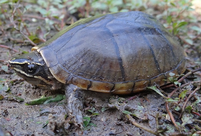 eastern musk turtle