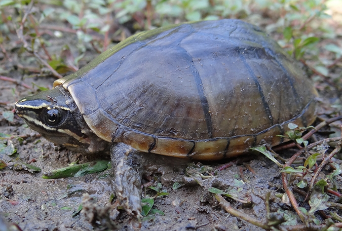 WATEasternMuskTurtle.jpg