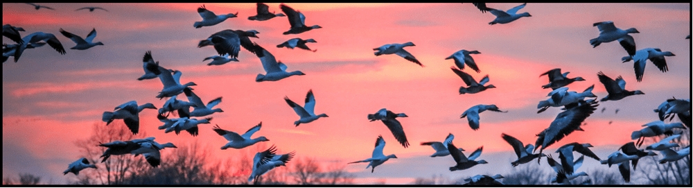 IRAP Waterfowl Banner