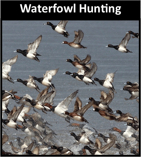 Waterfowl Hunting