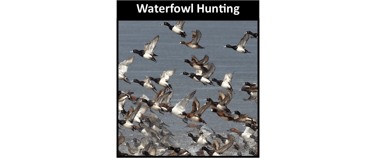 Waterfowl Hunting