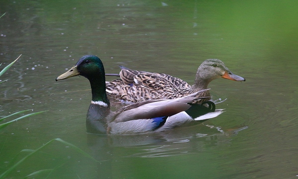 Waterfowl Mallards