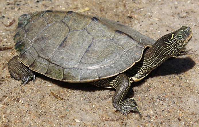false map turtle