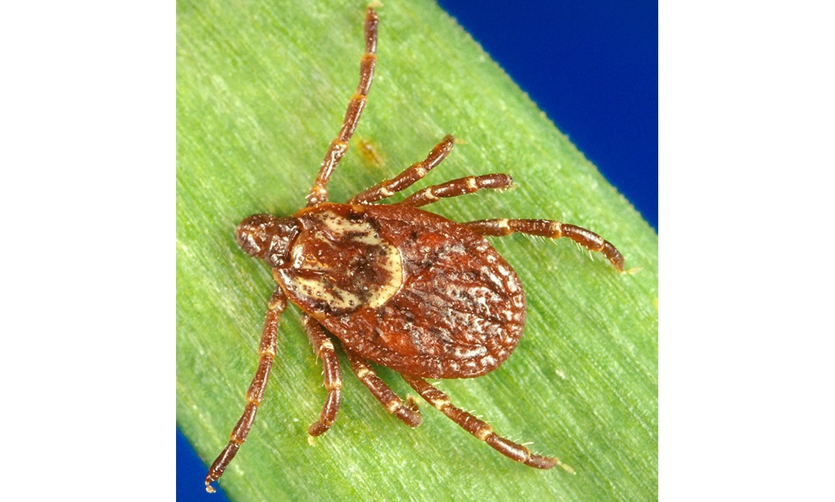 Common 2024 dog tick