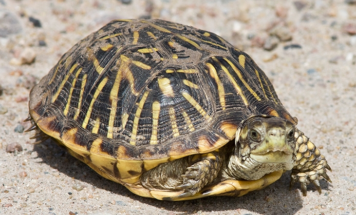 Ornate Box Turtle