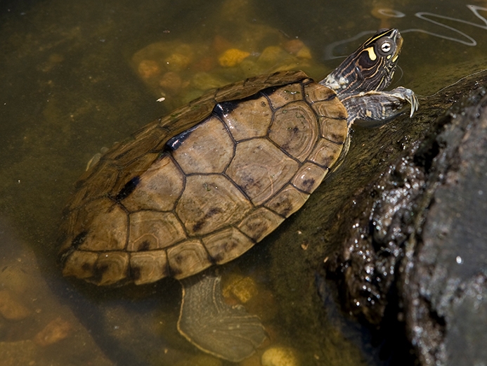 WATOuachitaMapTurtle-MKR.jpg