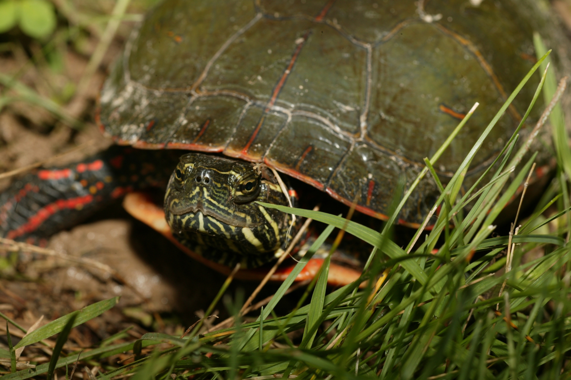 painted turtle