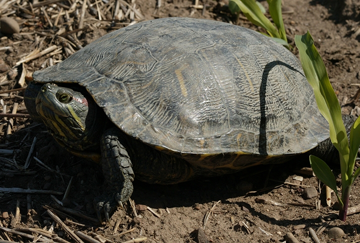 pond slider