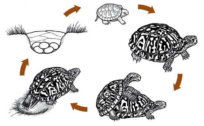 The life cycle of the eastern box turtle