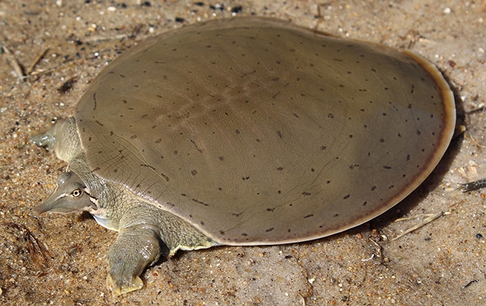 smooth softshell