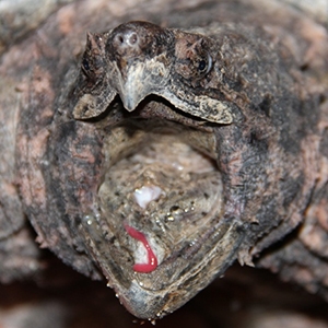 alligator snapping turtle