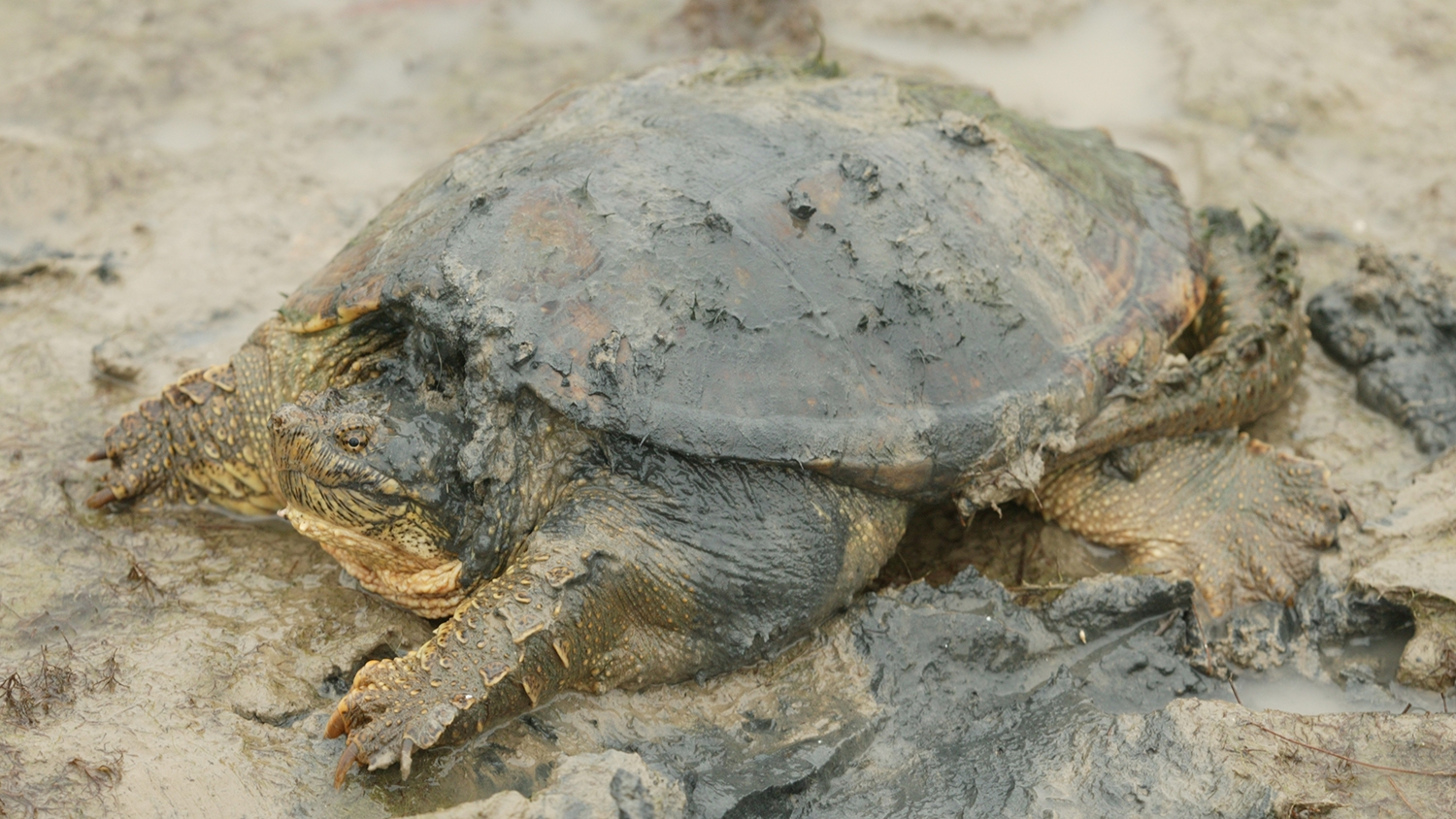 snapping turtle