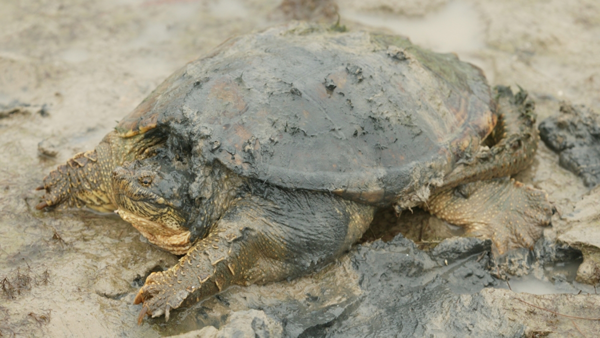 Common Snapping Turtle Shell - Real Turtle Shell