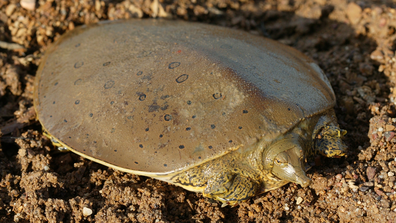 spiny softshell turtle
