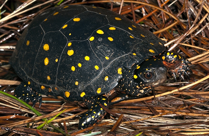 spotted turtle