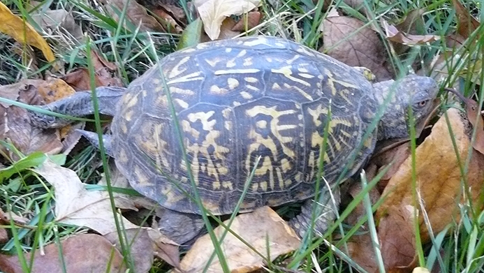 WATWoodlandBoxTurtle.jpg