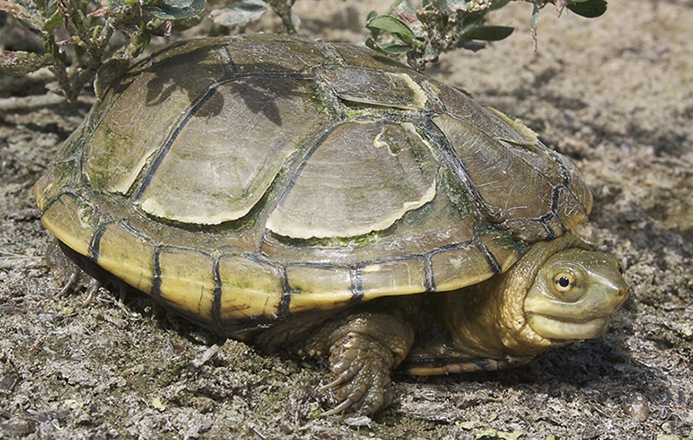 WATYellowMudTurtle-SB.jpg