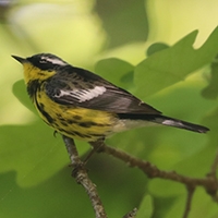 wild about wood-warblers button