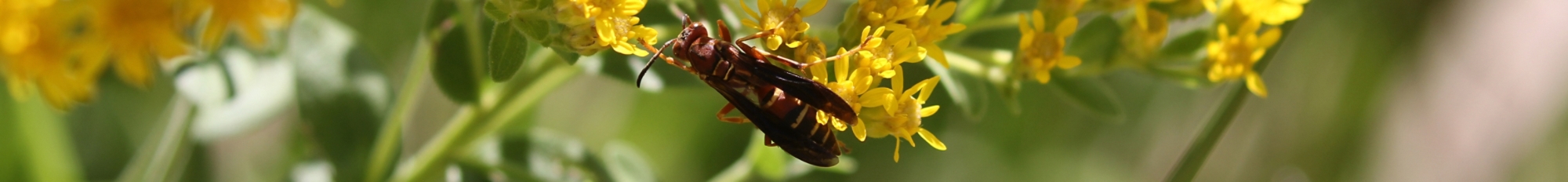 Wild about Wasps banner