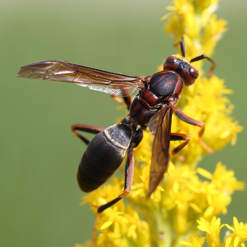 metric paper wasp (Polistes metricus)