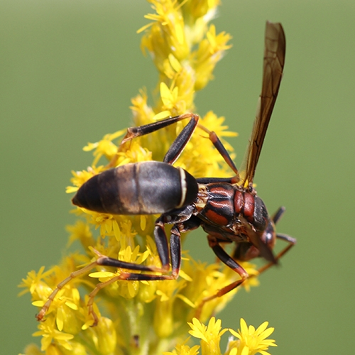 metric paper wasp (Polistes metricus)