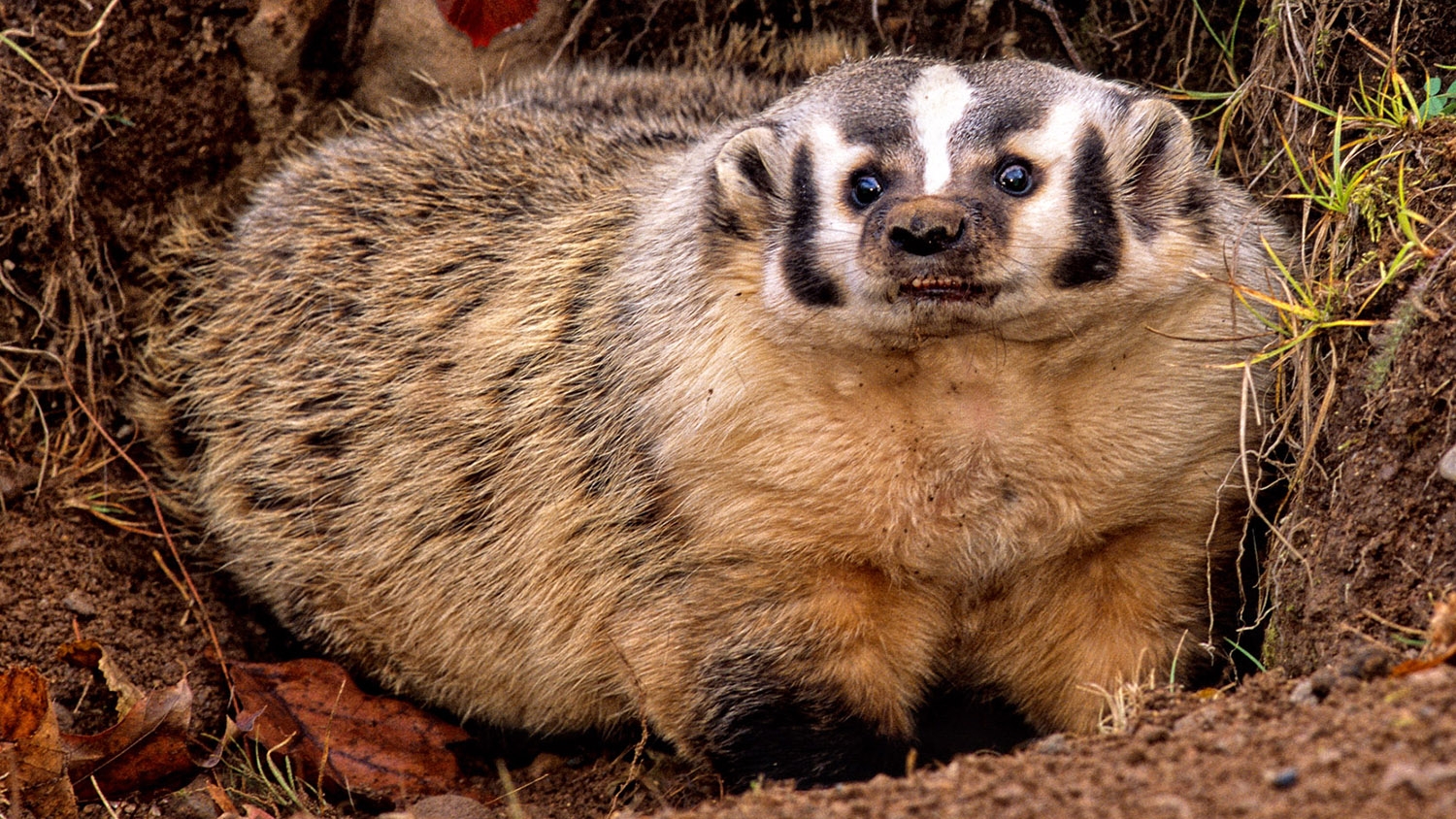American badger