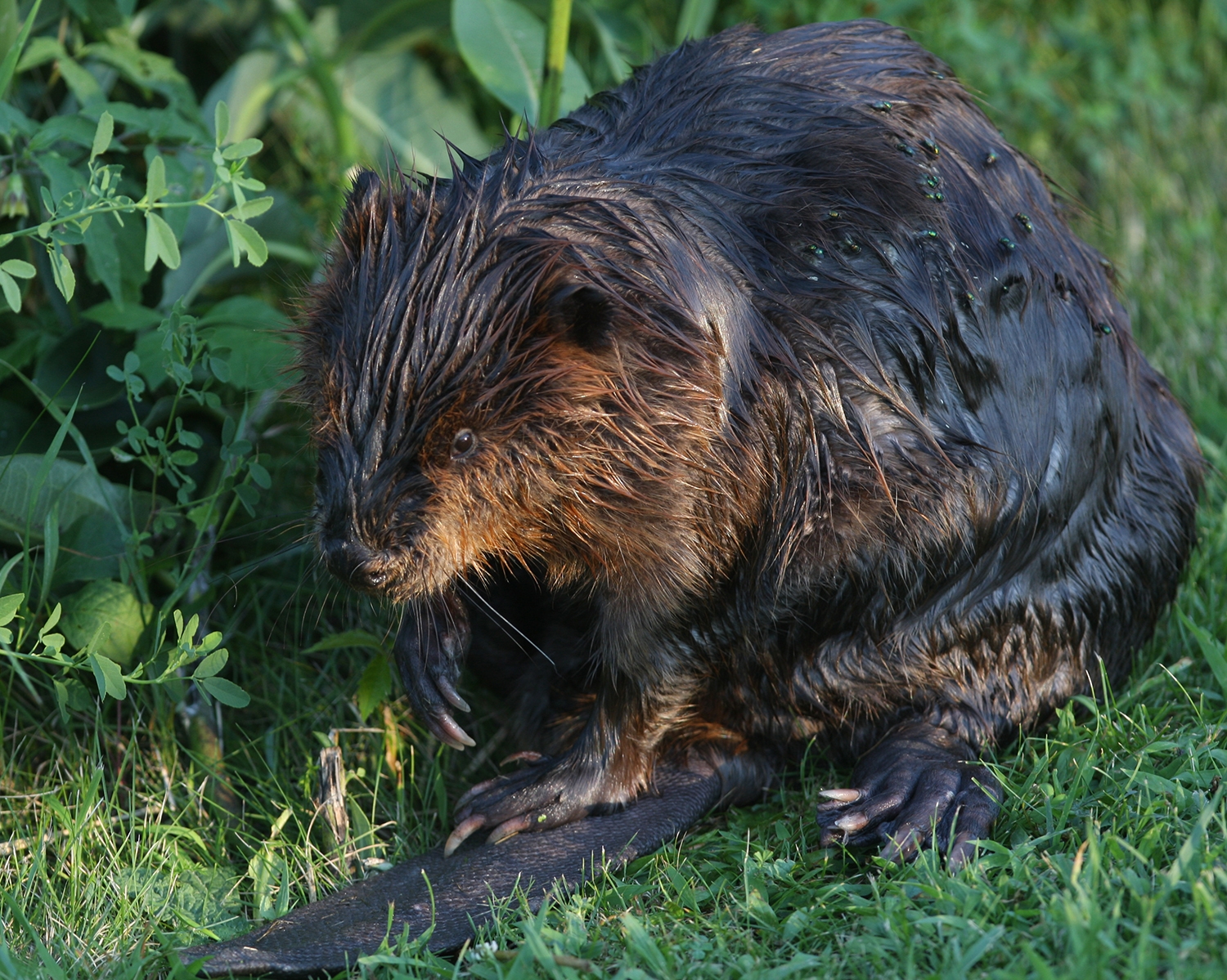American Beaver DesPlaines River 2