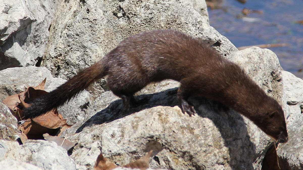 American Mink Habitat American Mink Habitat