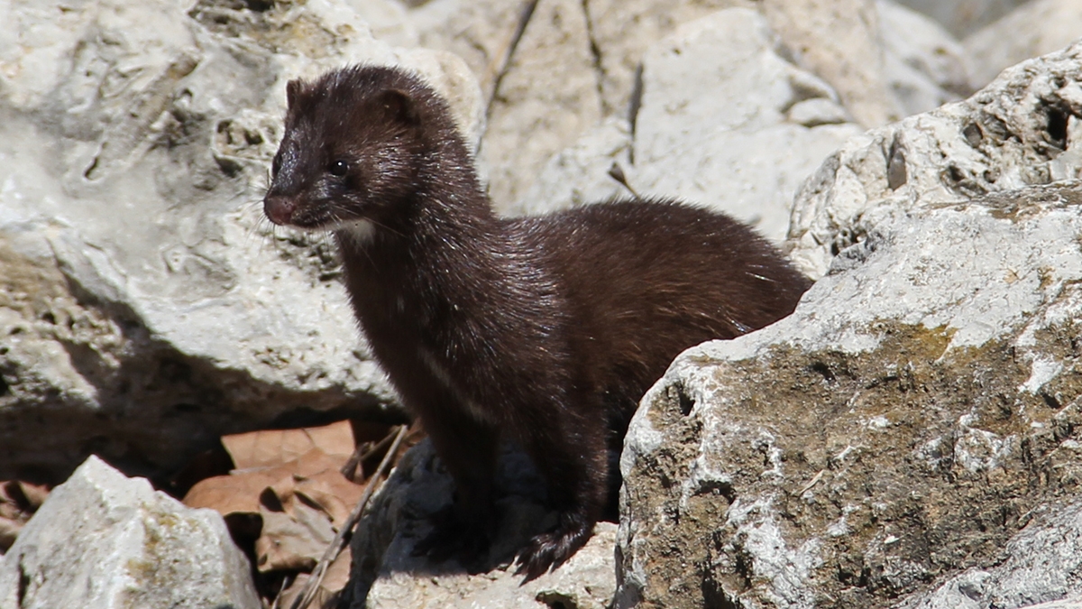 American mink (Mustela vison)