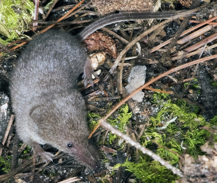 WAWMAmericanPygmyShrew-MM.jpg