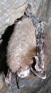 WAWMBatWhitenoseSyndrome.jpg