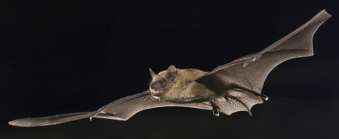 WAWMBigBrownBat-MD.jpg