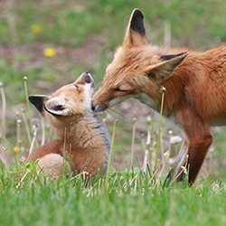 red foxes