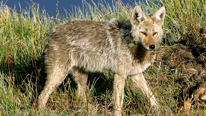 Dec2015Coyote.jpg