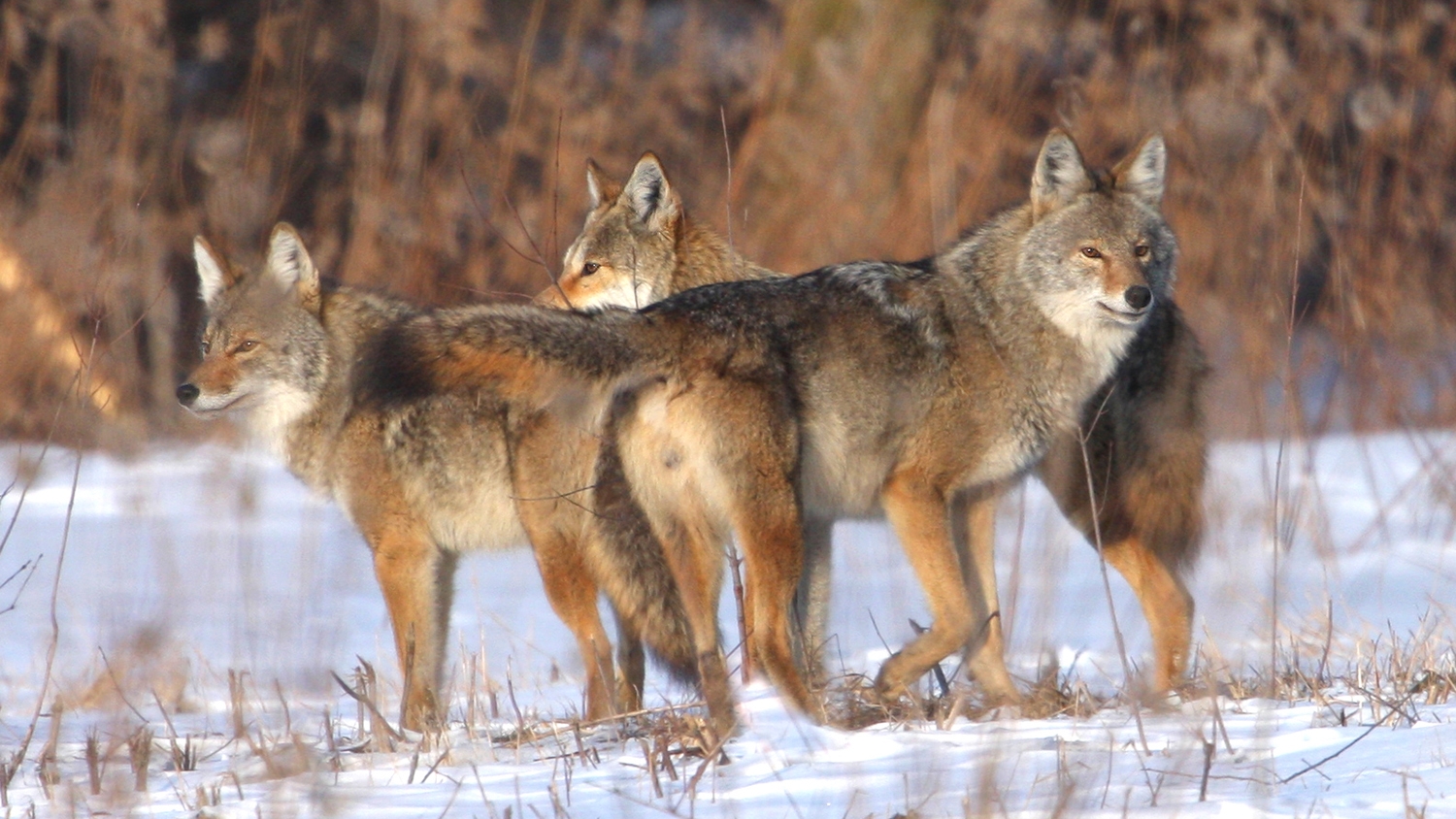 Coyotes - Three at Fermi