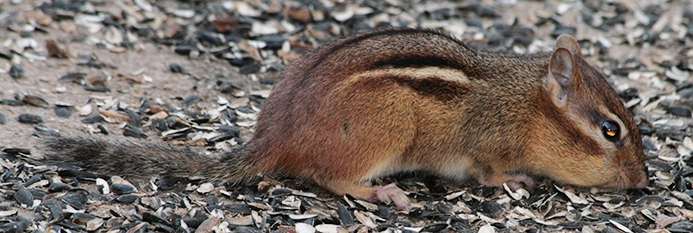 WAWMEasternChipmunk.JPG