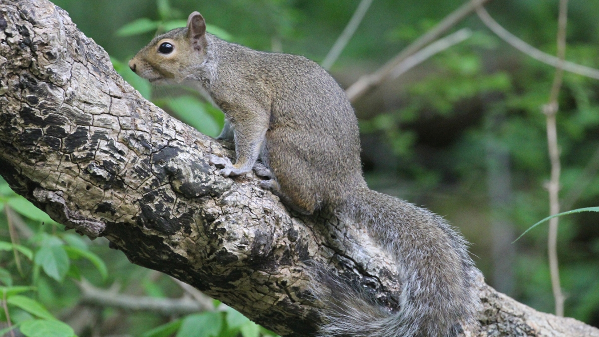 gray squirrel breeding