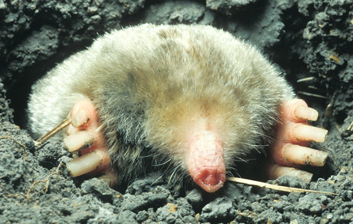 eastern mole