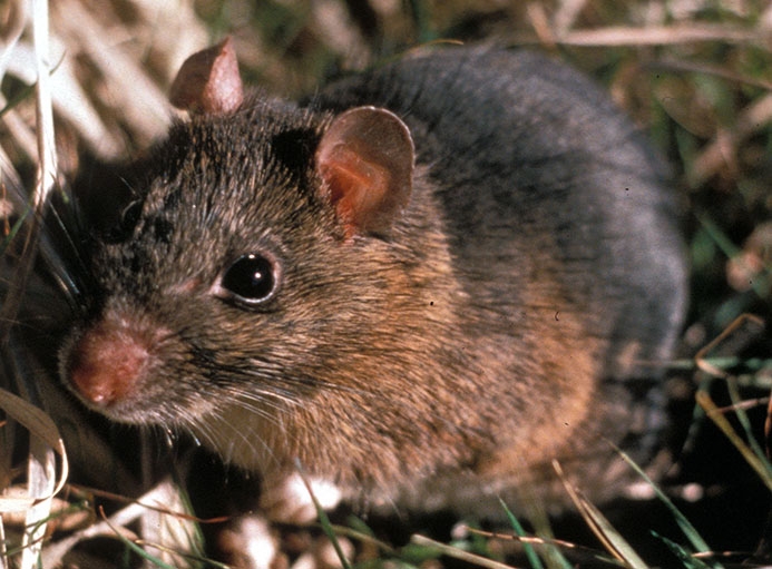 WAWMEasternWoodrat-MM.jpg