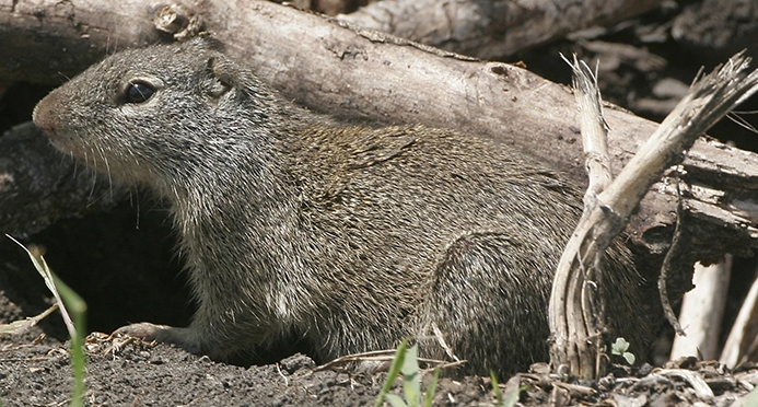 Franklin's ground squirrel