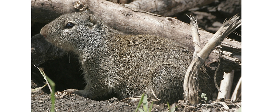 Gray rodent with brown highlights sits in front of fallen wood.