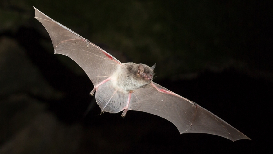 Gray Bat in flight at night.