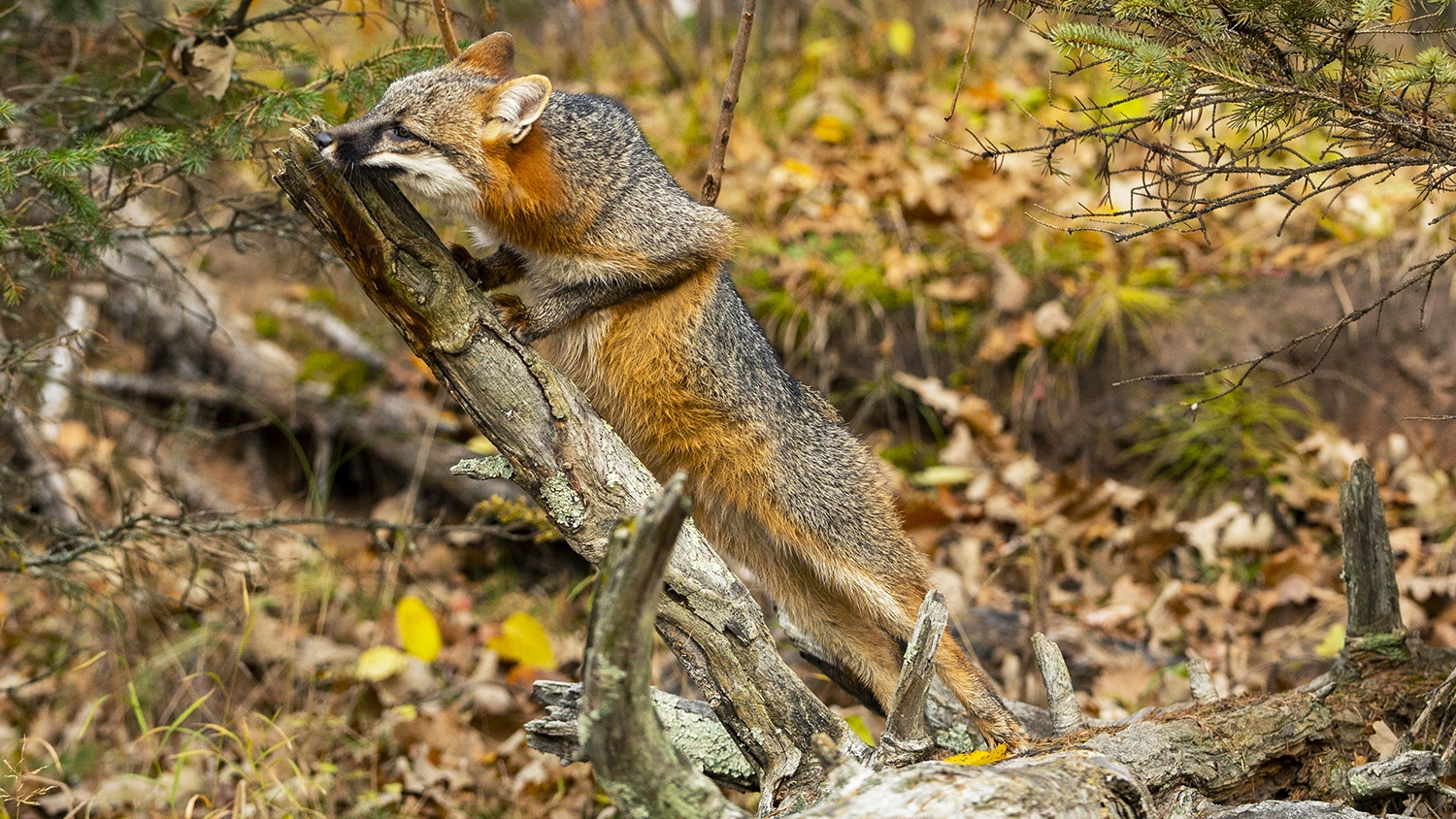 gray fox