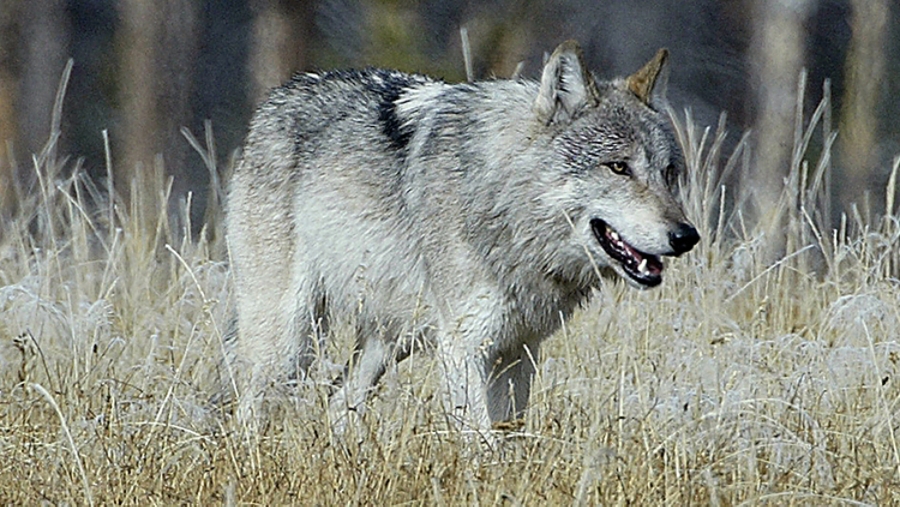 Gray wolf walks in prairie grass.